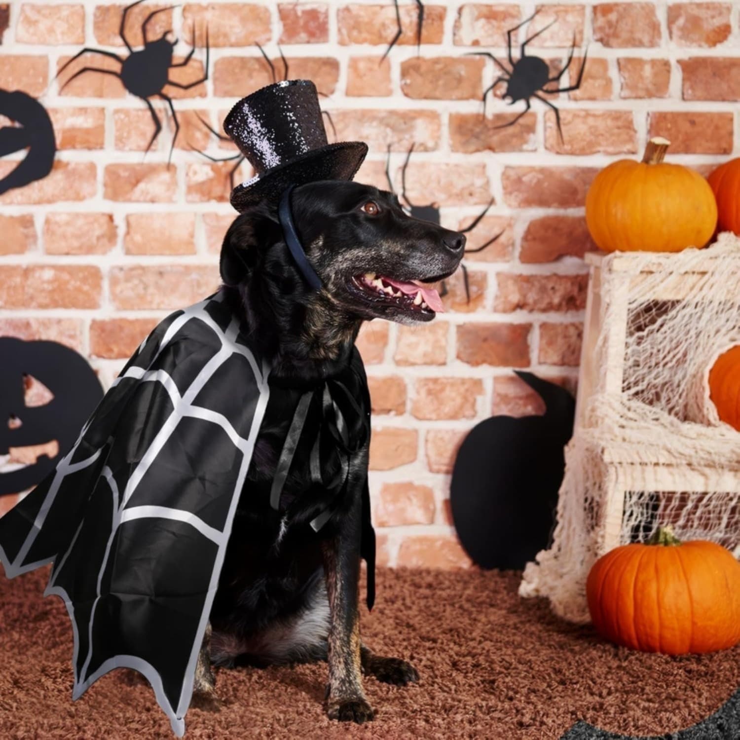 Halloween-Spinnen-Umhang